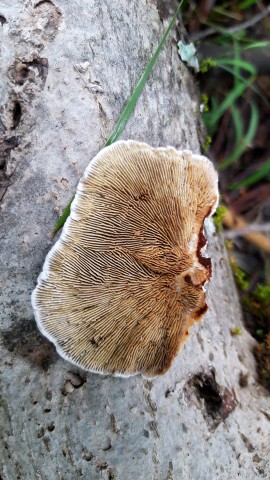Daedaleopsis confragosa