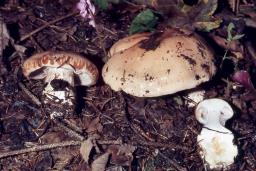 Calonarius corrosus