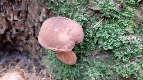 Imleria badia
