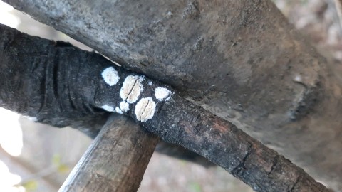 Xylodon radula