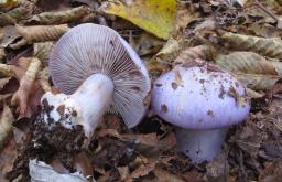 Cortinarius caerulescens