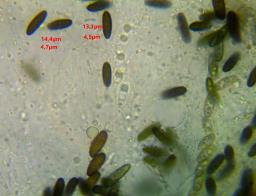 Lopadostoma dryophilum