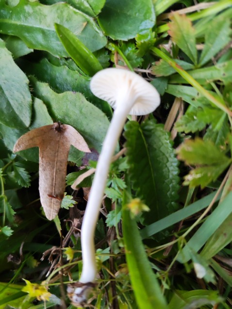 Cuphophyllus virgineus