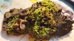 Pachyella violaceonigra