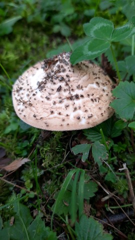 Echinoderma asperum