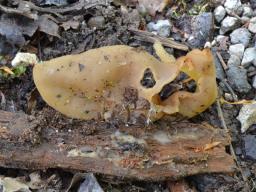 Galactinia amplissima