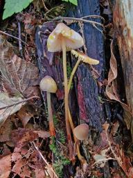 Mycena crocata