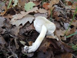 Tricholoma sejunctum
