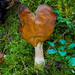 Gyromitra infula