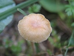 Galerina graminea