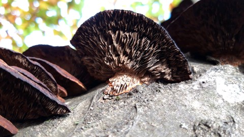 Daedaleopsis tricolor