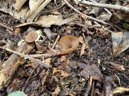 Stromatinia rapulum