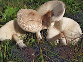 Macrolepiota excoriata