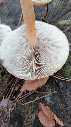 Hypholoma lateritium