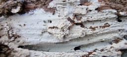 Hyphodontia pallidula