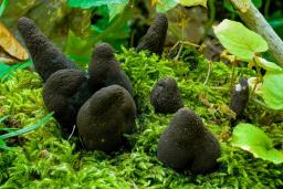 Xylaria polymorpha