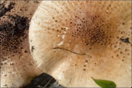 Echinoderma asperum