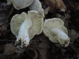 Tricholoma pardinum