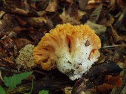 Ramaria aurea