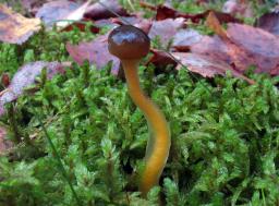 Leotia lubrica