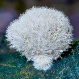 Schizophyllum commune