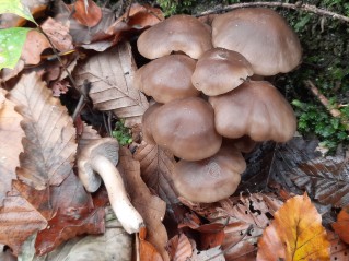 Lyophyllum decastes