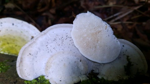 Trametes gibbosa