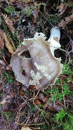 Tricholoma portentosum
