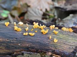 Guepiniopsis buccina