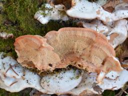 Phlebia tremellosa