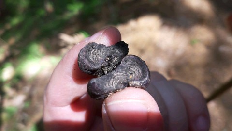 Daldinia concentrica