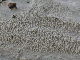 Crustomyces subabruptus