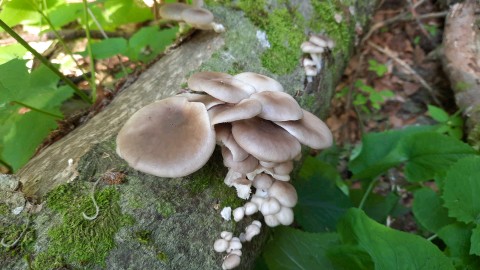 Pleurotus ostreatus