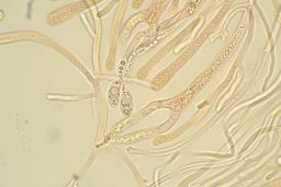 Dacrymyces chrysospermus