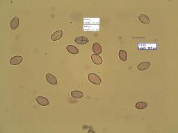 Agrocybe praecox