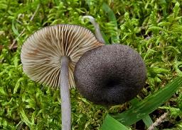 Entoloma violaceoserrulatum