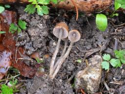 Psathyrella prona