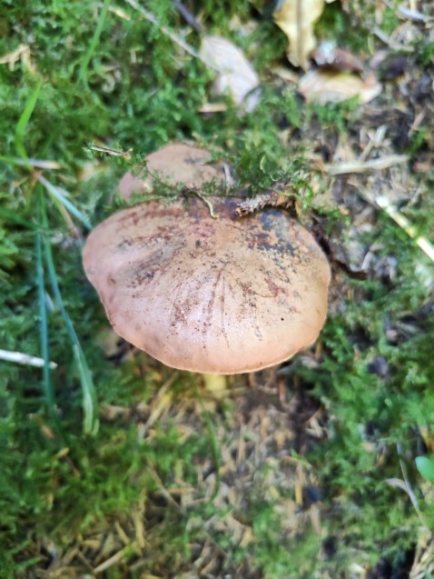 Suillellus mendax