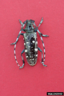 Anoplophora glabripennis
