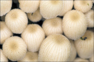 Coprinellus disseminatus