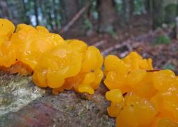 Dacrymyces chrysospermus