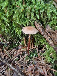 Mycetinis scorodonius