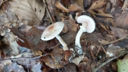 Agaricus dulcidulus