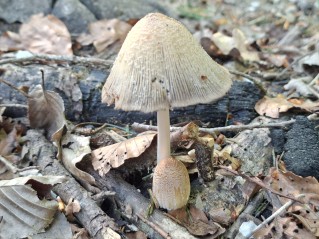 Coprinellus domesticus
