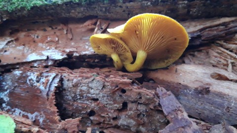 Tricholomopsis decora