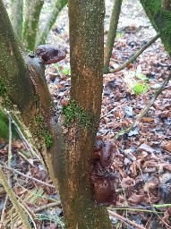 Auricularia auricula-judae