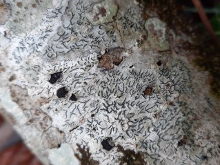 Graphis scripta