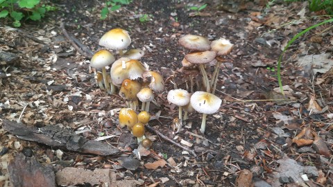 Bolbitius titubans