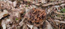 Pucciniastrum areolatum