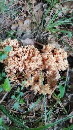 Ramaria formosa